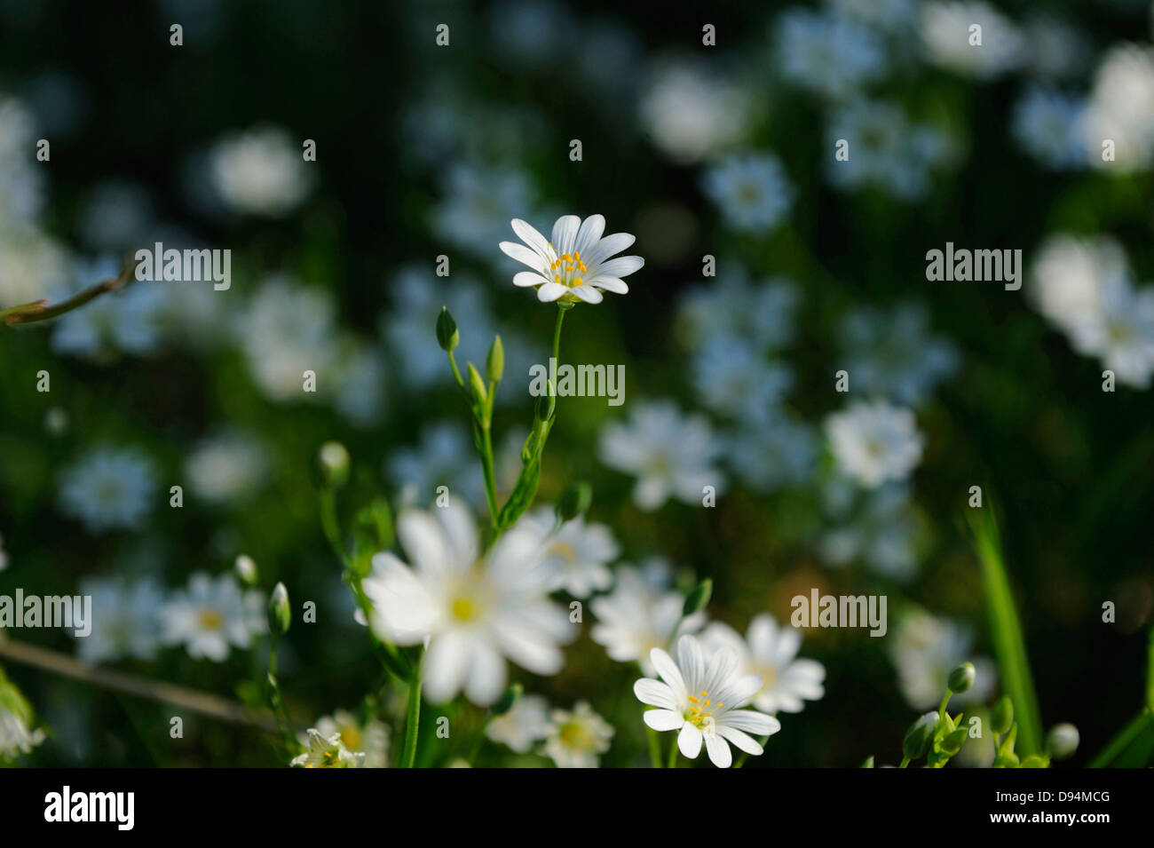 Close-up di Addersmeat o maggiore Stitchwort (Stellaria holostea) in una foresta in estate, Alto Palatinato, Baviera, Germania Foto Stock