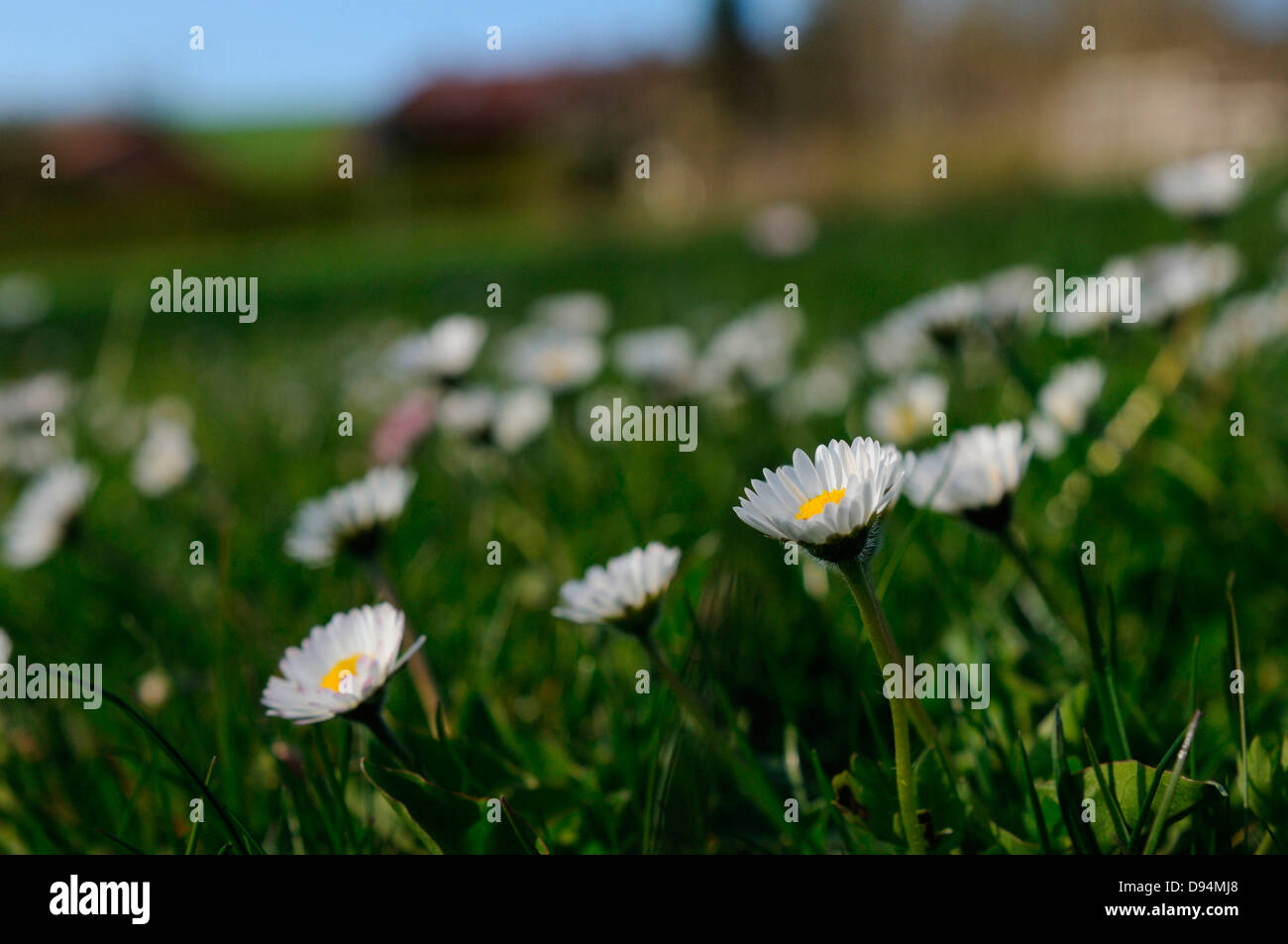 Close-up di comune daisy (Bellis perennis) fiori in un prato in primavera, Alto Palatinato, Baviera, Germania Foto Stock
