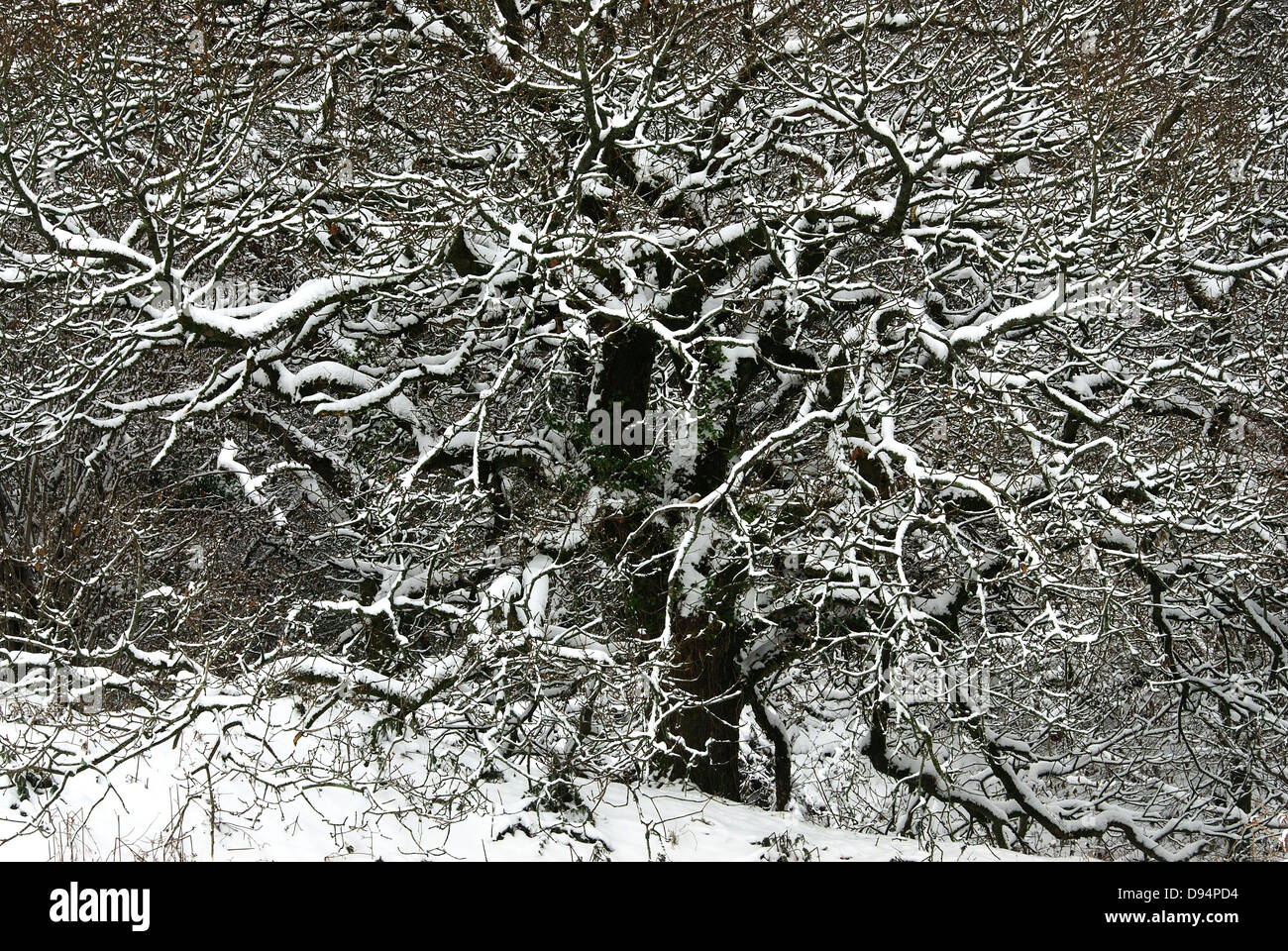 Una quercia coperto di neve Foto Stock