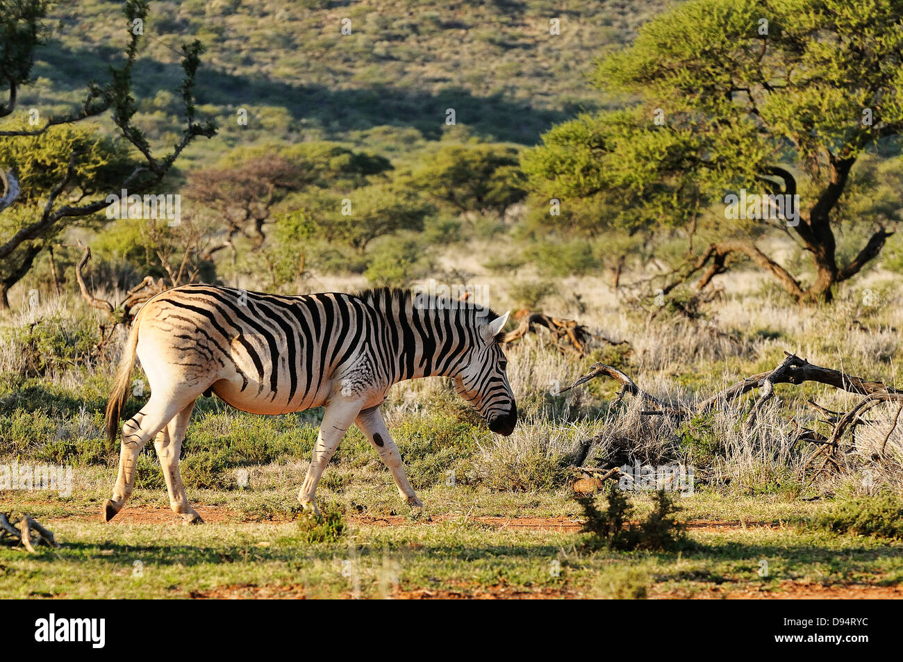 Quagga, Equus quagga quagga. Esempio di animali in allevamento 'back' progetto di ricreare un Quagga dalle pianure Zebra. Foto Stock