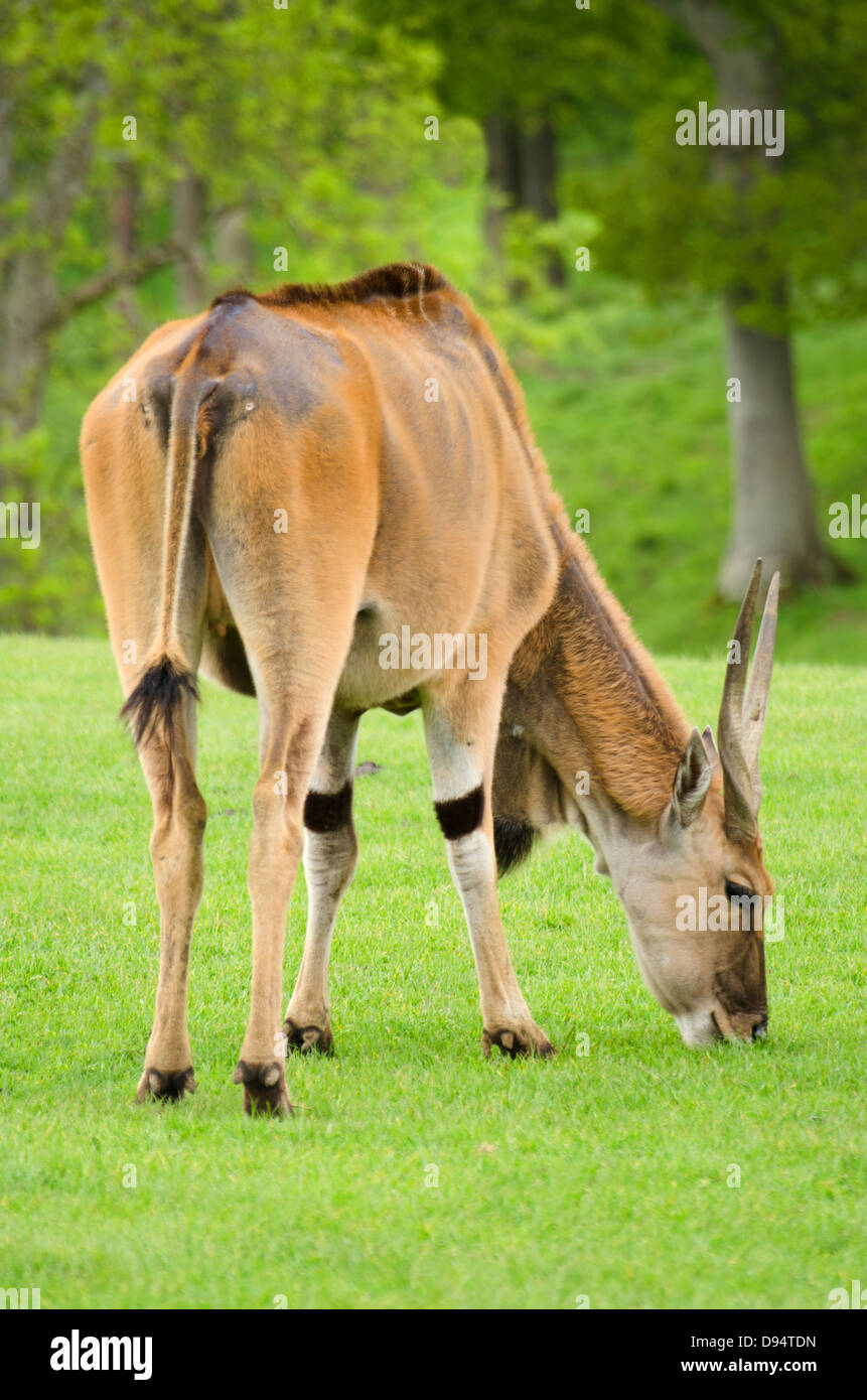 Giovani Eland antelope Foto Stock