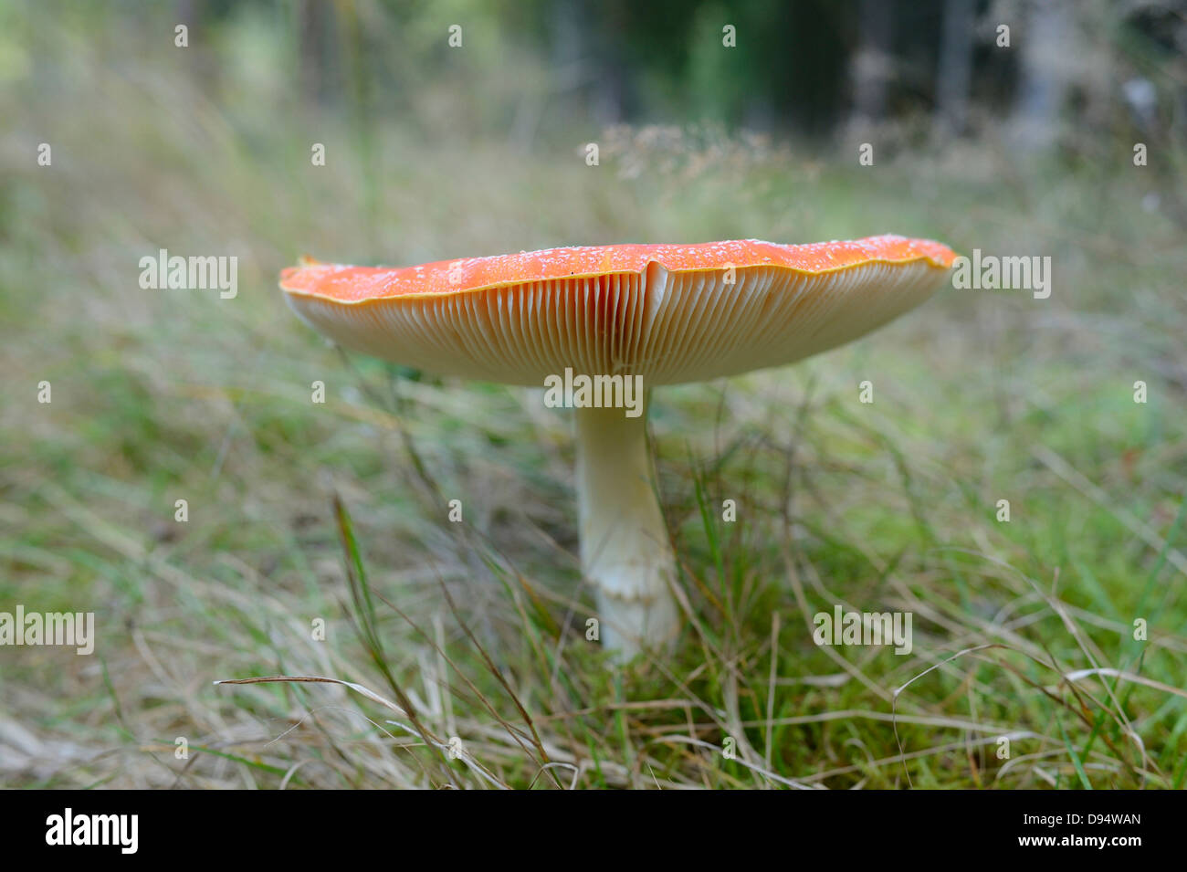 Close-up di Fly Agaric (amanita muscaria) sul suolo della foresta, Neumarkt Alto Palatinato, Baviera, Germania Foto Stock
