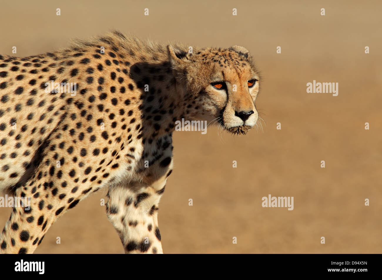 Stalking ghepardo (Acinonyx jubatus), Deserto Kalahari, Sud Africa Foto Stock