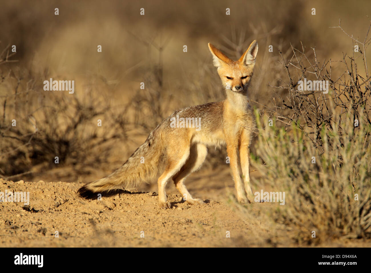 Capo volpe (Vulpes vulpes chama), Deserto Kalahari, Sud Africa Foto Stock