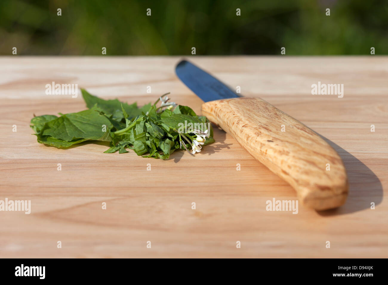 Tritate aglio Hedge Alliaria petiolata (noto anche come Jack da siepe) su un tagliere di legno con coltello REGNO UNITO Foto Stock