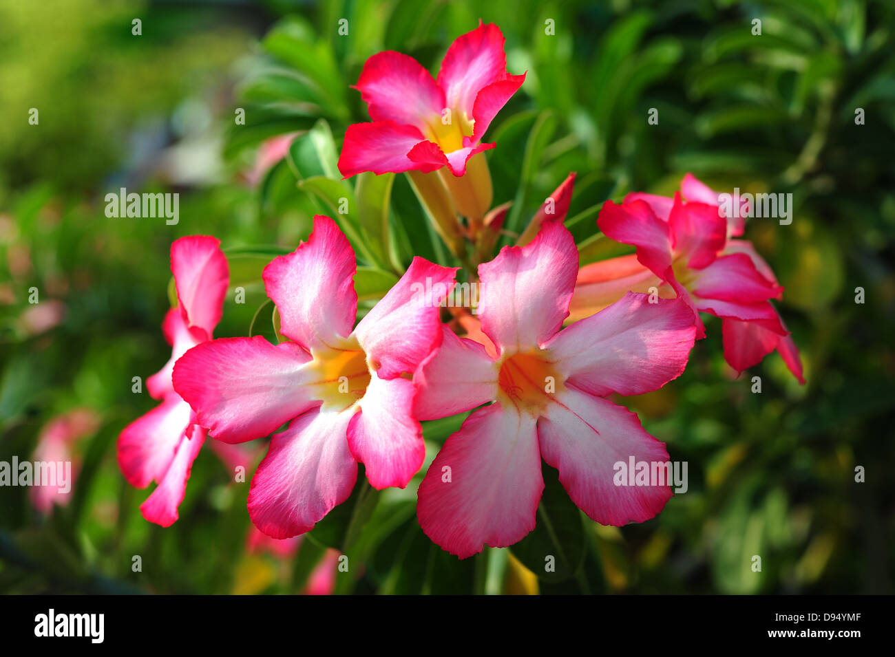 Fiori di azalea Foto Stock