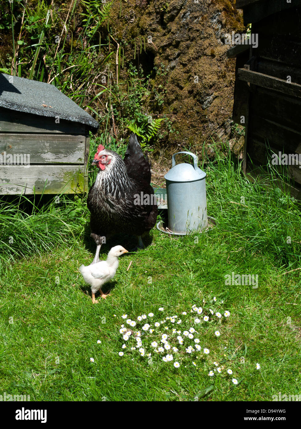Gallina di gallina di madre nera e pulcino bianco del bambino fuori dentro un giardino rurale cortile su erba verde con margherite in Primavera Carmarthenshire Galles Regno Unito KATHY DEWITT Foto Stock