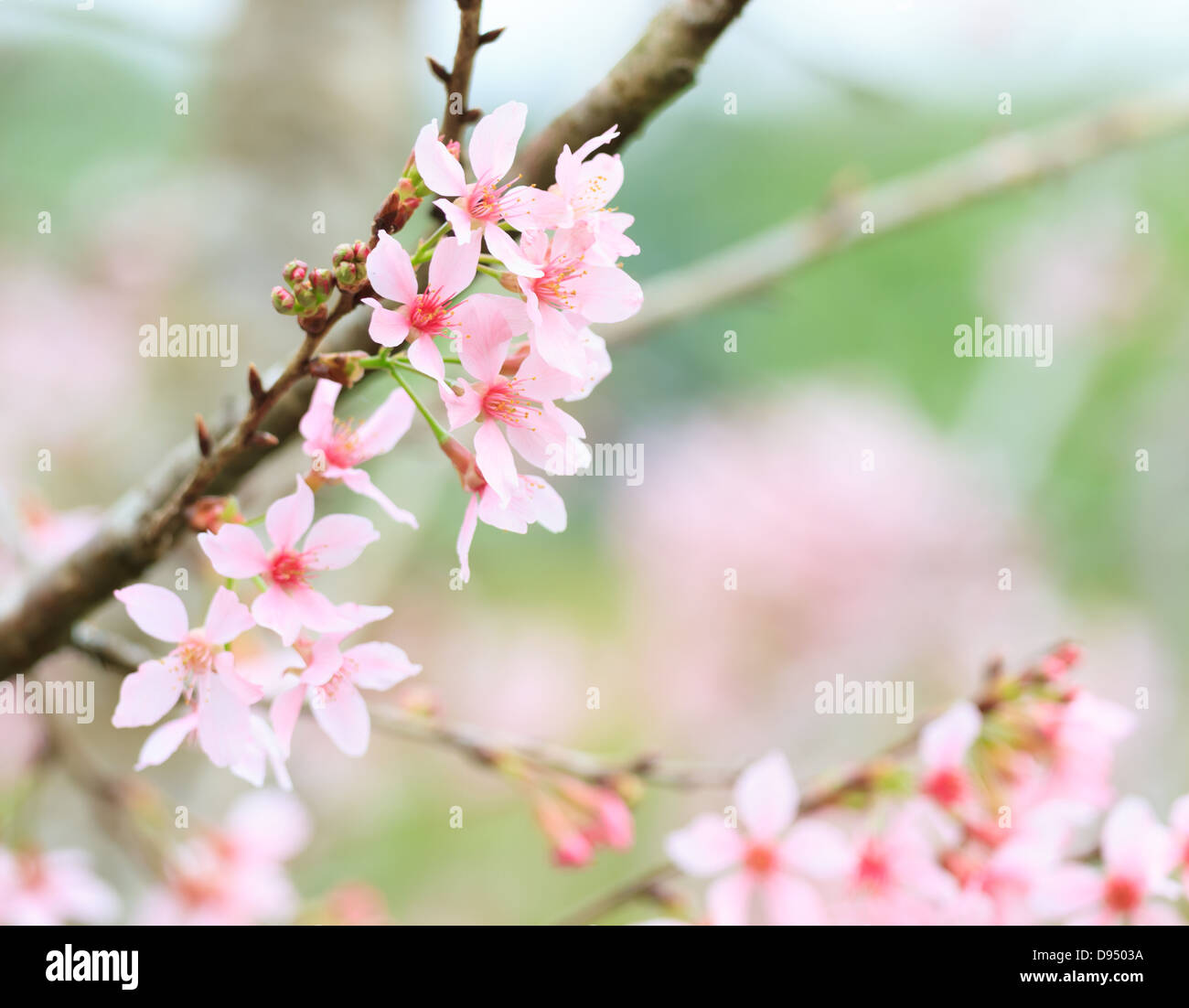 Prunus cerasoides o fiore di ciliegio in Doi-Angkang, Thailandia Foto Stock