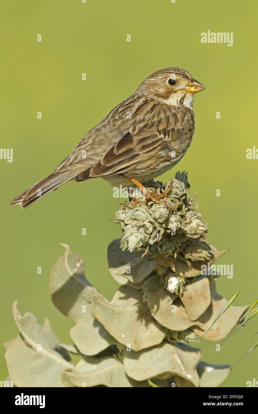 Corn Bunting, Miliaria calandra, Emberiza calandra, Grauammer Foto Stock