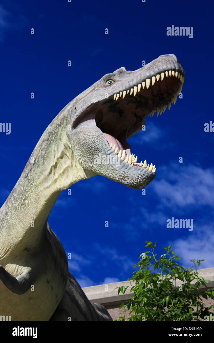Primo piano dei denti di dinosauro al Museo Tyrrell di Drumheller Foto Stock