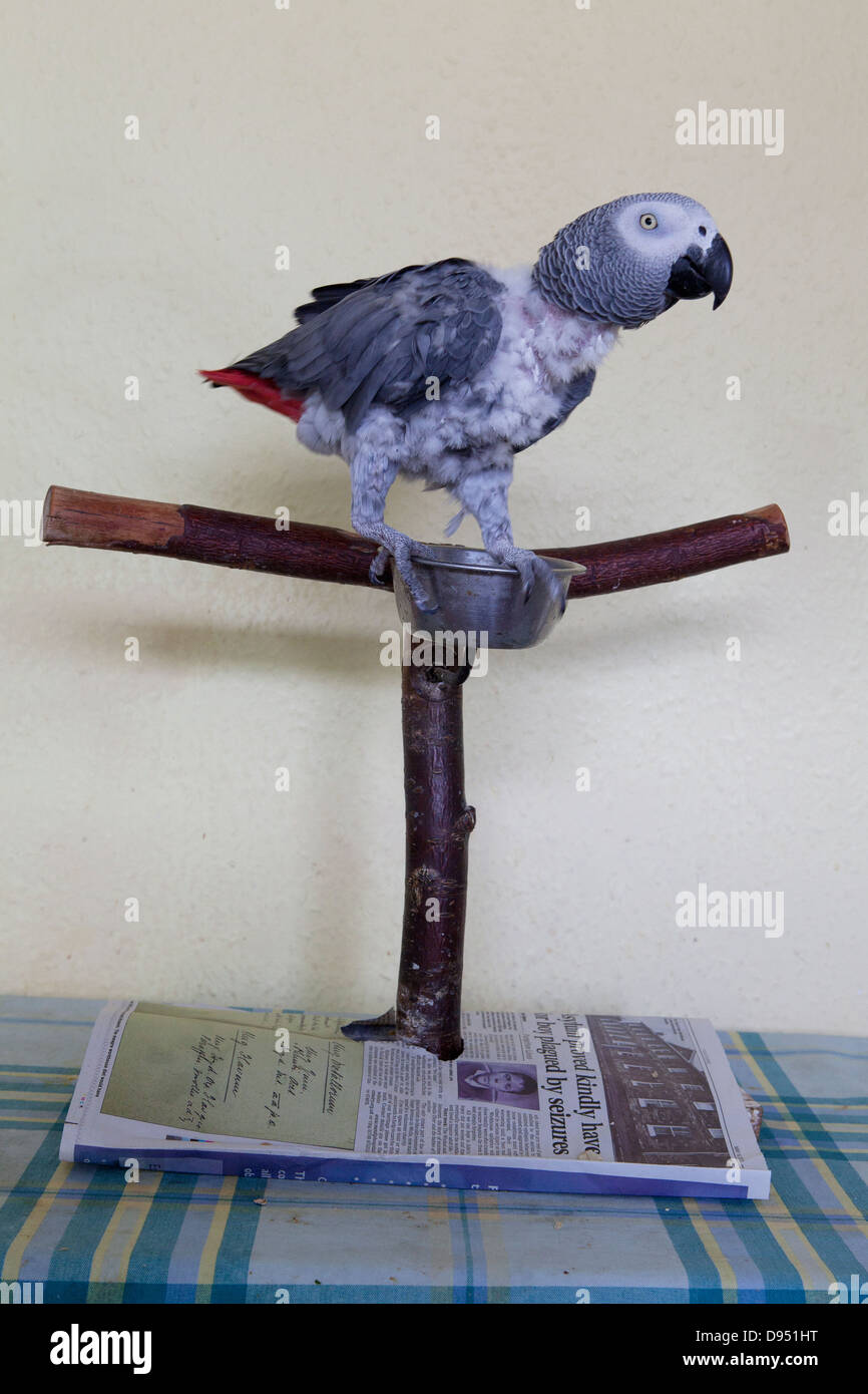 Pappagallo grigio africano Foto Stock