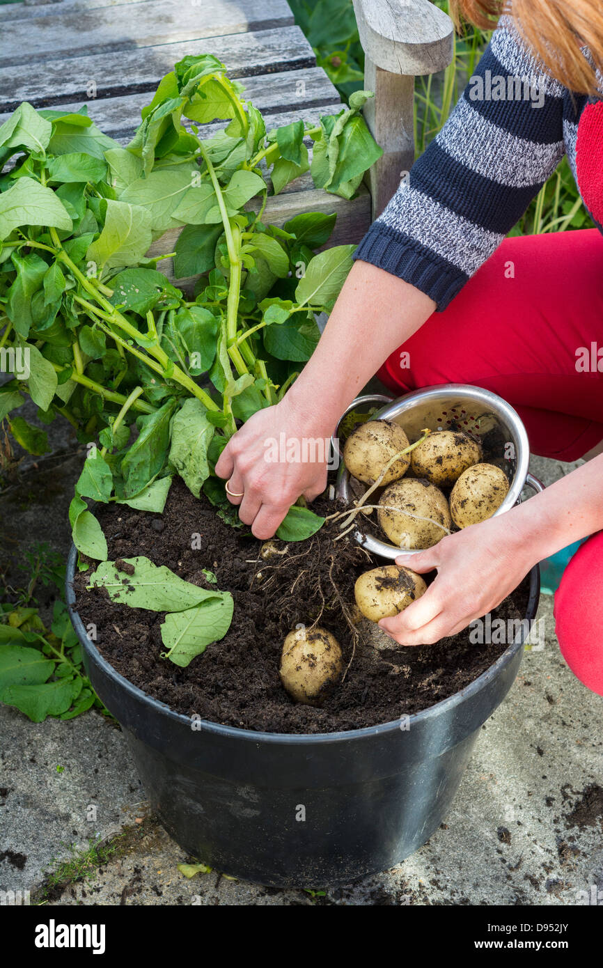 Donna raccolta pot-coltivate patate precoci, 'Swift', sul giardino patio, Inghilterra, Giugno Foto Stock