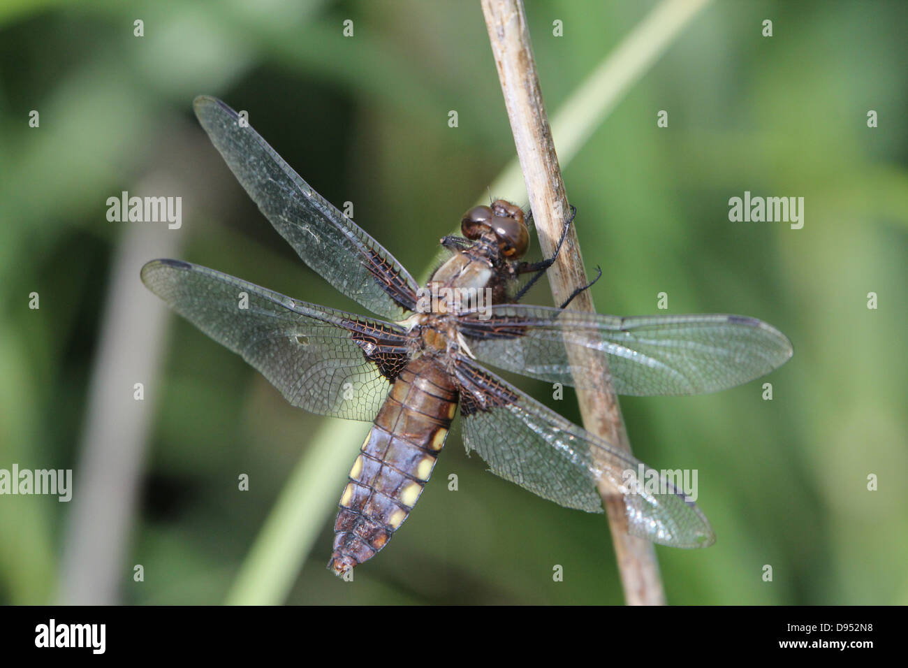 Macro dettagliate shot dei maschi di ampia corposo Chaser (Libellula depressa) in posa su di un ramo Foto Stock