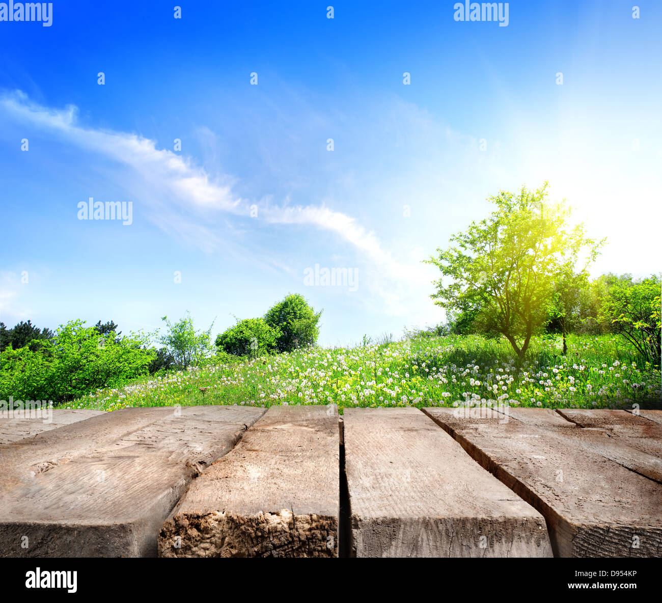 Il tarassaco su un prato verde in presenza di luce solare Foto Stock