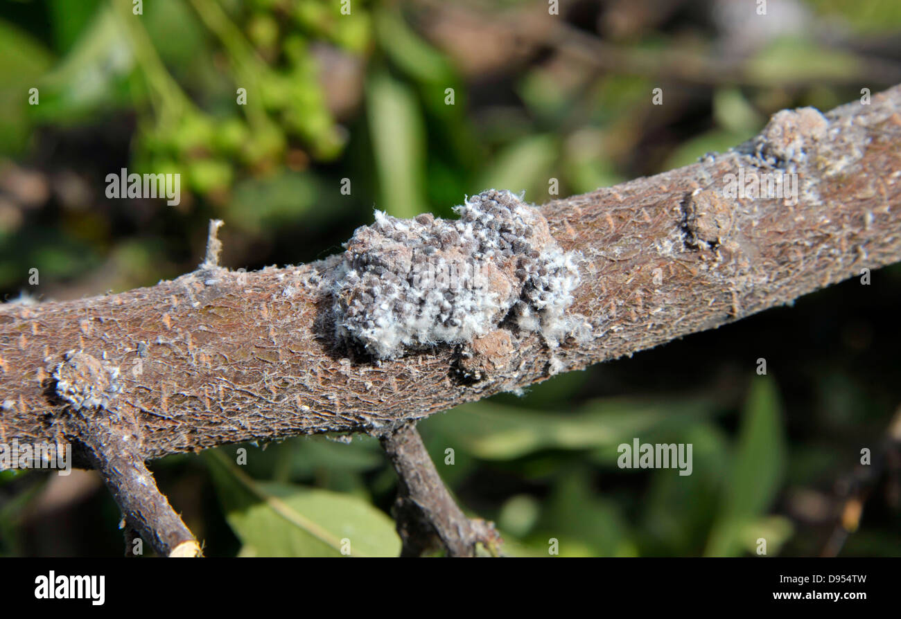 I gonfiori causati da colonie di lanosi afidi, Eriosomatinae, infestanti un Pyracantha arbusto. Foto Stock