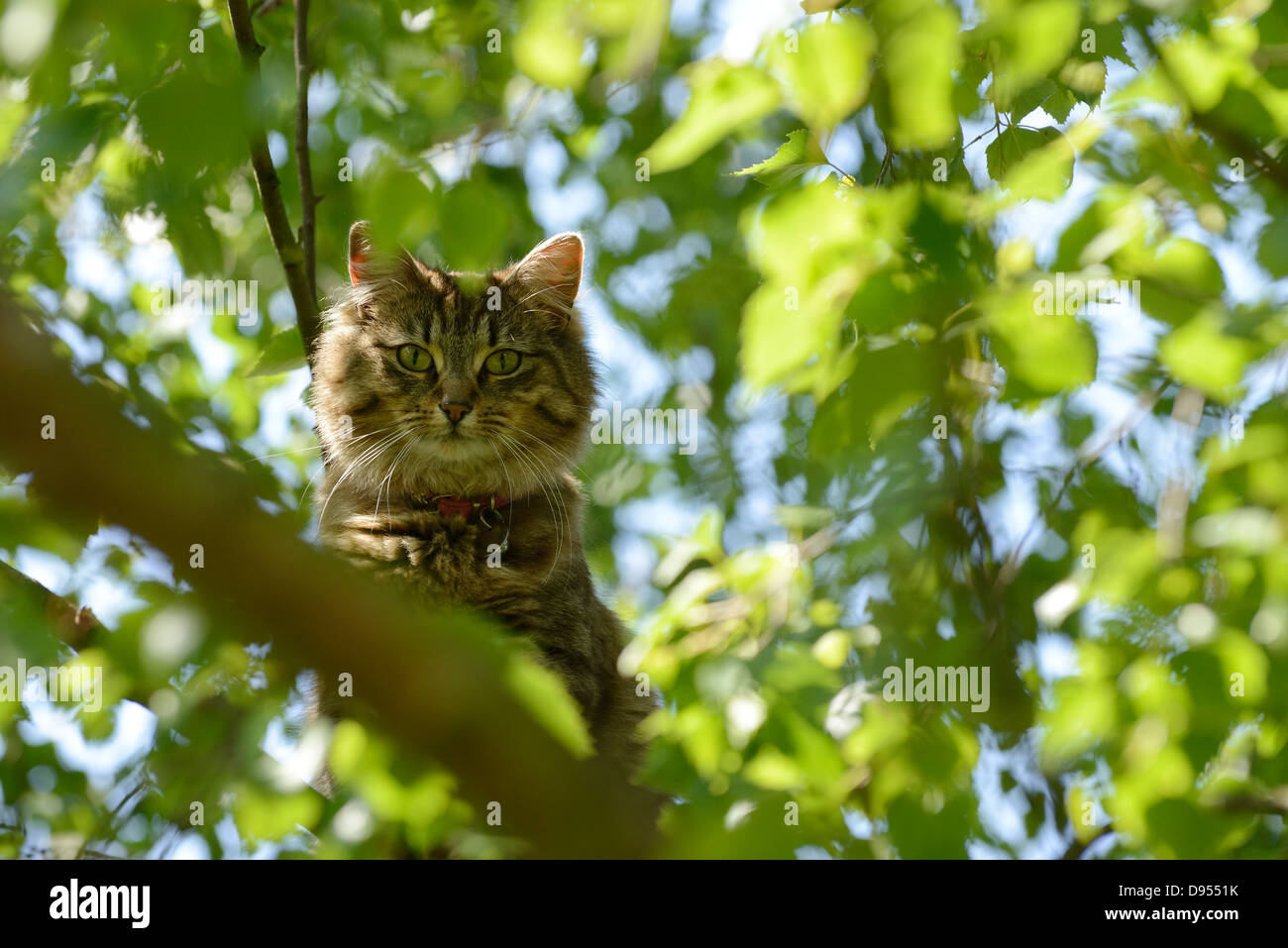 Gatto in un albero Foto Stock