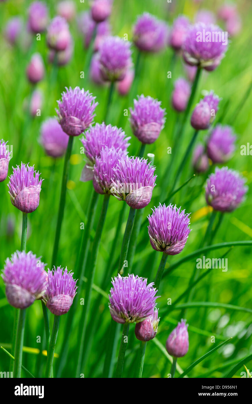 Giardino di erba cipollina, Norfolk, Inghilterra, Giugno Foto Stock
