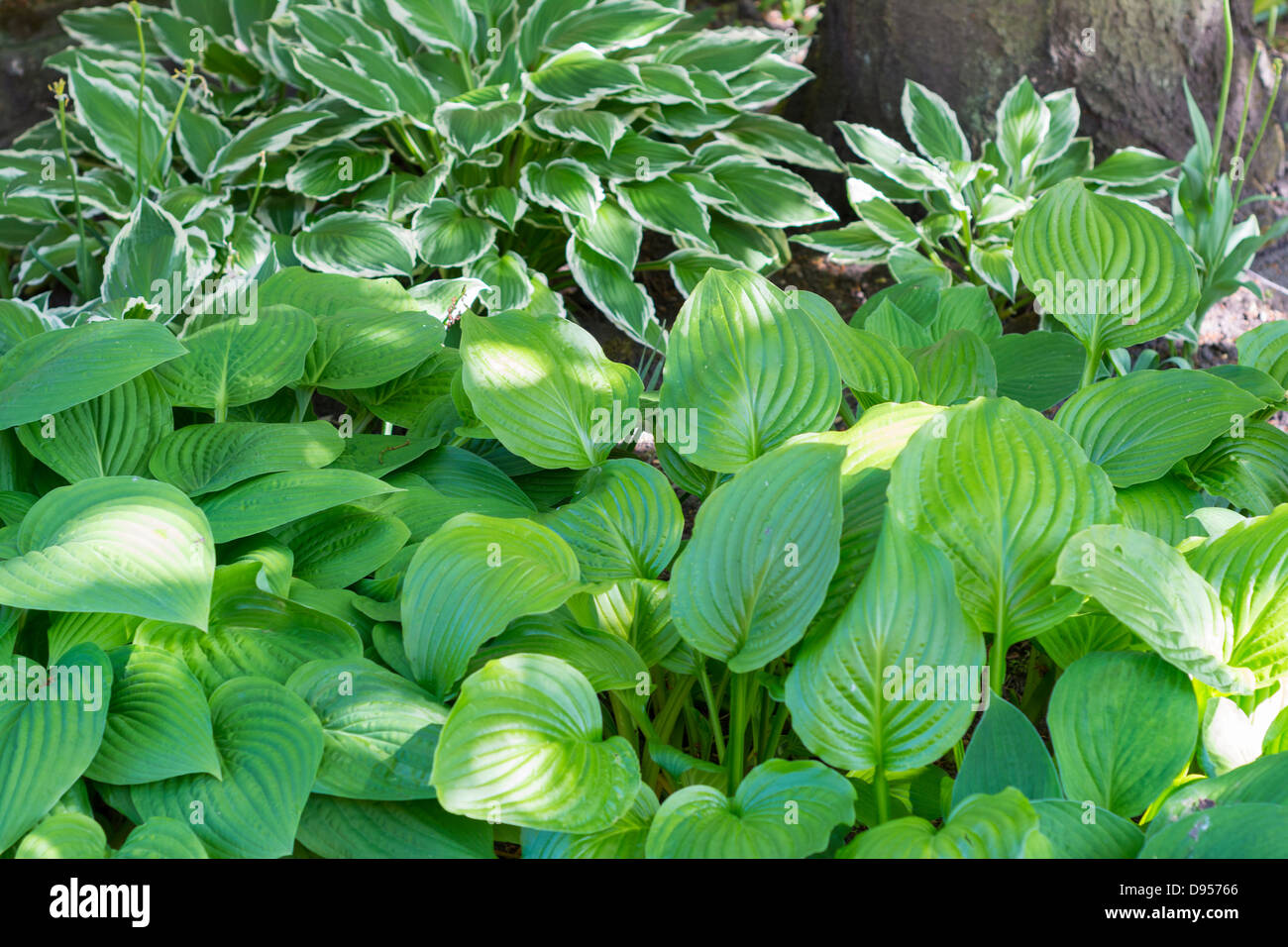 Hosta, hostaceae, pezzata ombra sotto gli alberi, Inghilterra, Giugno Foto Stock