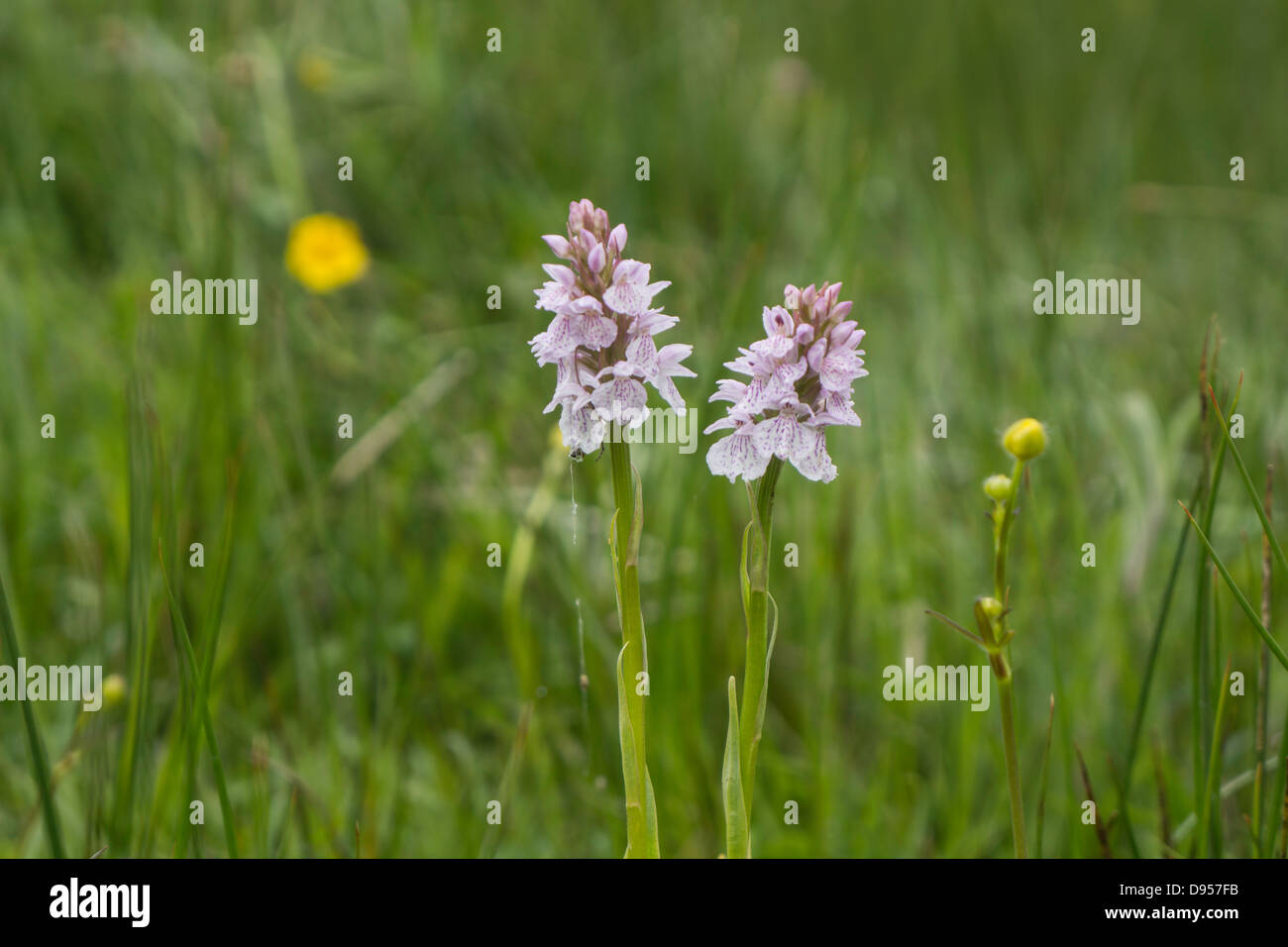 Doppio flowerheads nativi di Heath Spotted Orchidee Foto Stock