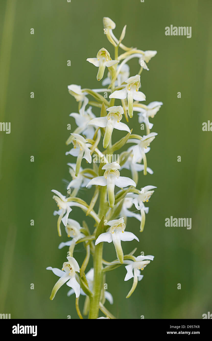 Maggiore Butterfly orchid, Platanthera chlorantha fotografati a Iveythorne Hill, Somerset Foto Stock