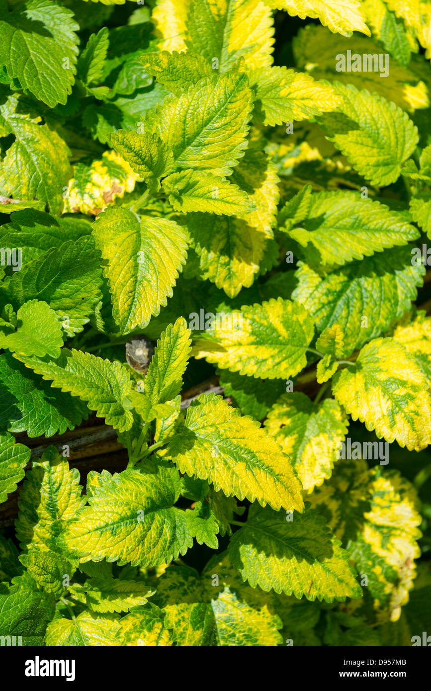 Lemon balm melissa officinalis perennial immagini e fotografie stock ad  alta risoluzione - Alamy