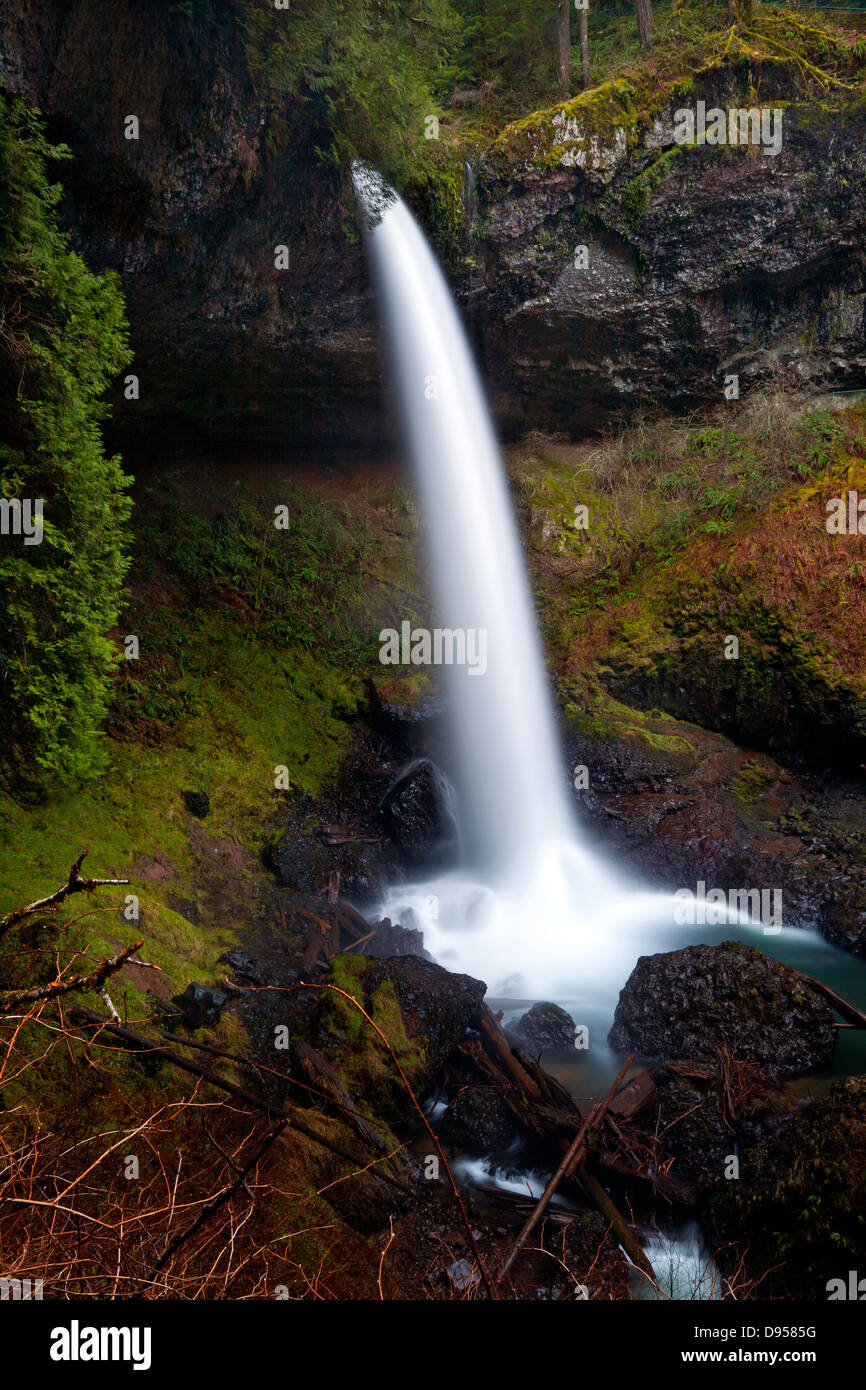 O01072-00...OREGON - nord scende sul sentiero di dieci cade attraverso le Cascade Mountains foothills a Silver Falls State Park. Foto Stock