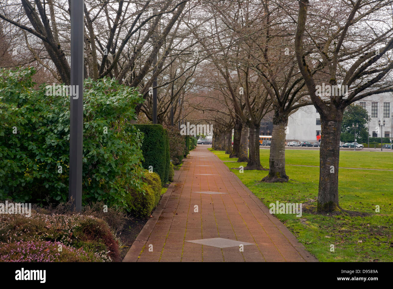 O01078-00...OREGON - percorso attraverso i ciliegi presso il Capitol Mall alla Oregon State Capitol di Salem. Foto Stock