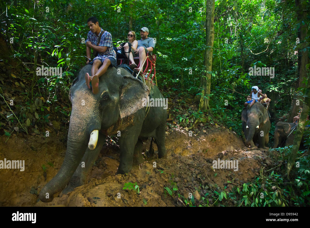 Corse di elefanti sono una delle attività disponibili nei pressi di Khao Sok NATIONAL PARK - SURAI THANI PROVENCE, Thailandia MR Foto Stock