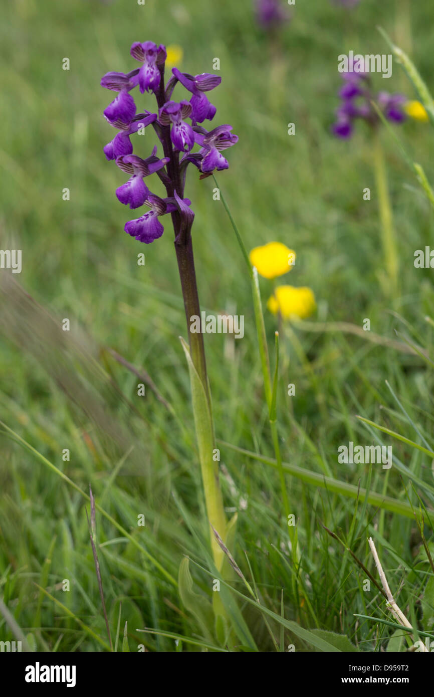 Verde-winged Orchid in fiore sul Mendips Foto Stock