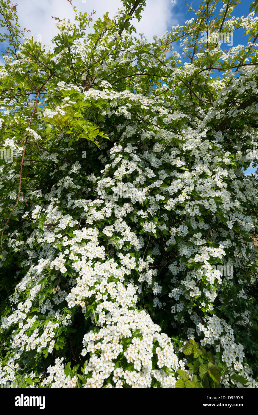 Biancospino, Crataegus monogyna, mostrando pieno fiore, Norfolk, Inghilterra, Giugno Foto Stock