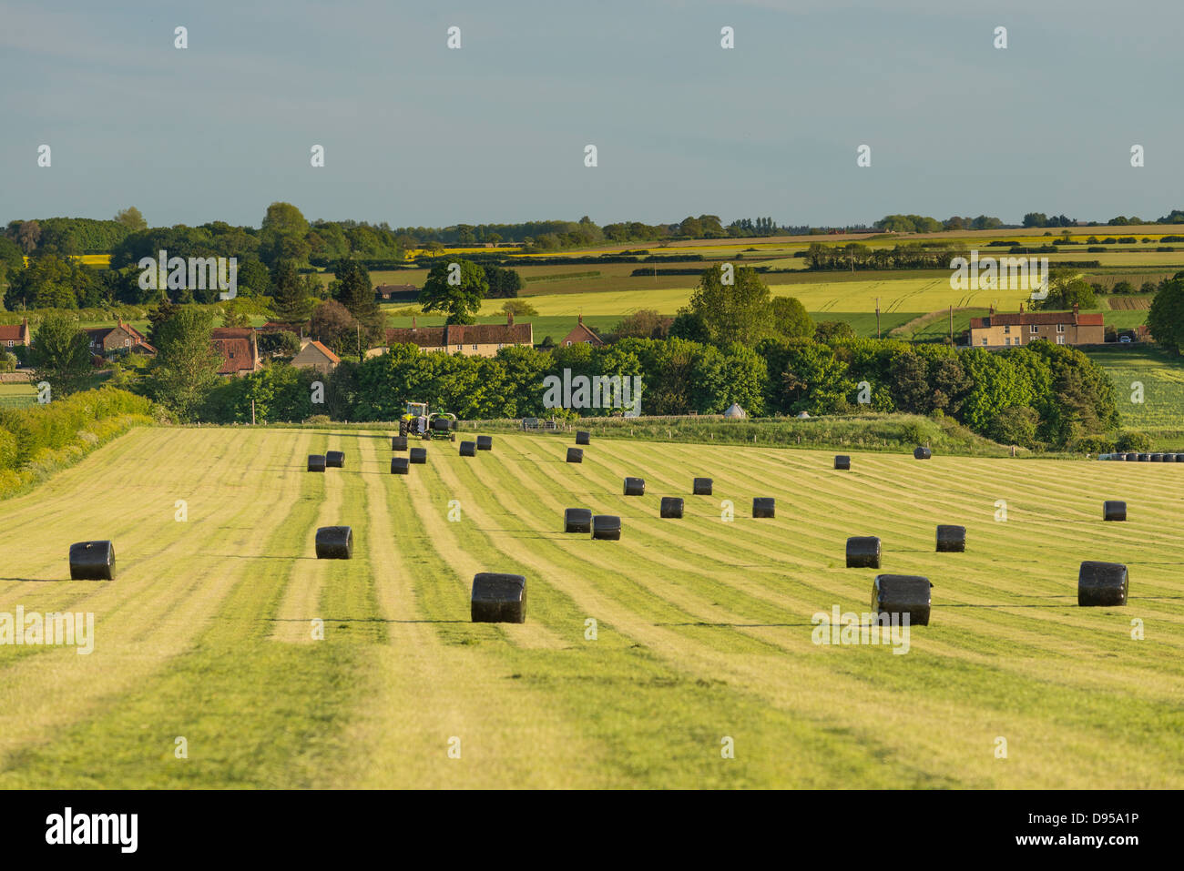 Haylage balle avvolte in polietilene nero, Norfolk, Inghilterra, Giugno Foto Stock