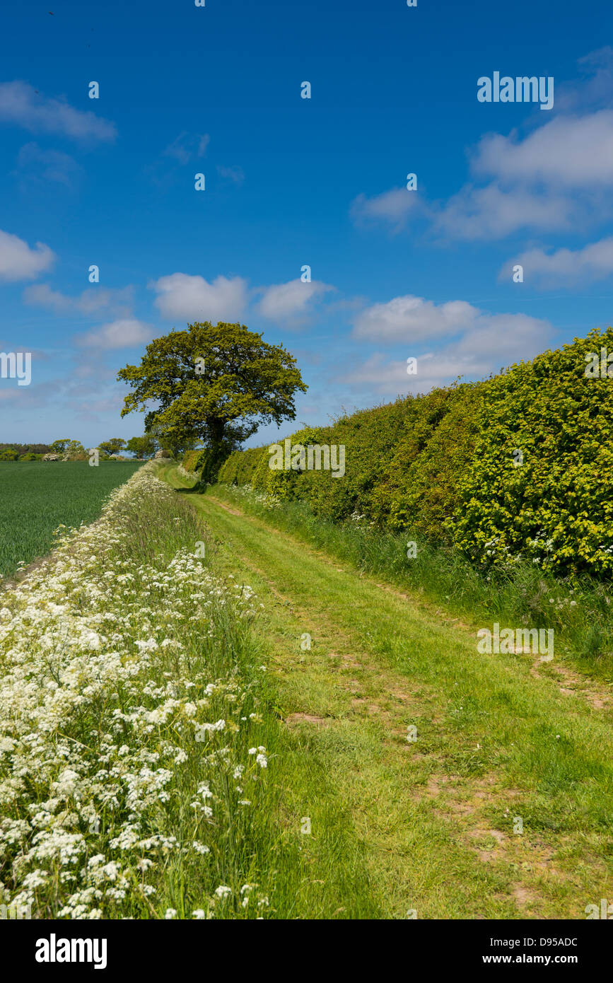 Vicolo del paese foderata in prezzemolo in terreno agricolo coltivabile,, Norfolk, Inghilterra, Giugno Foto Stock