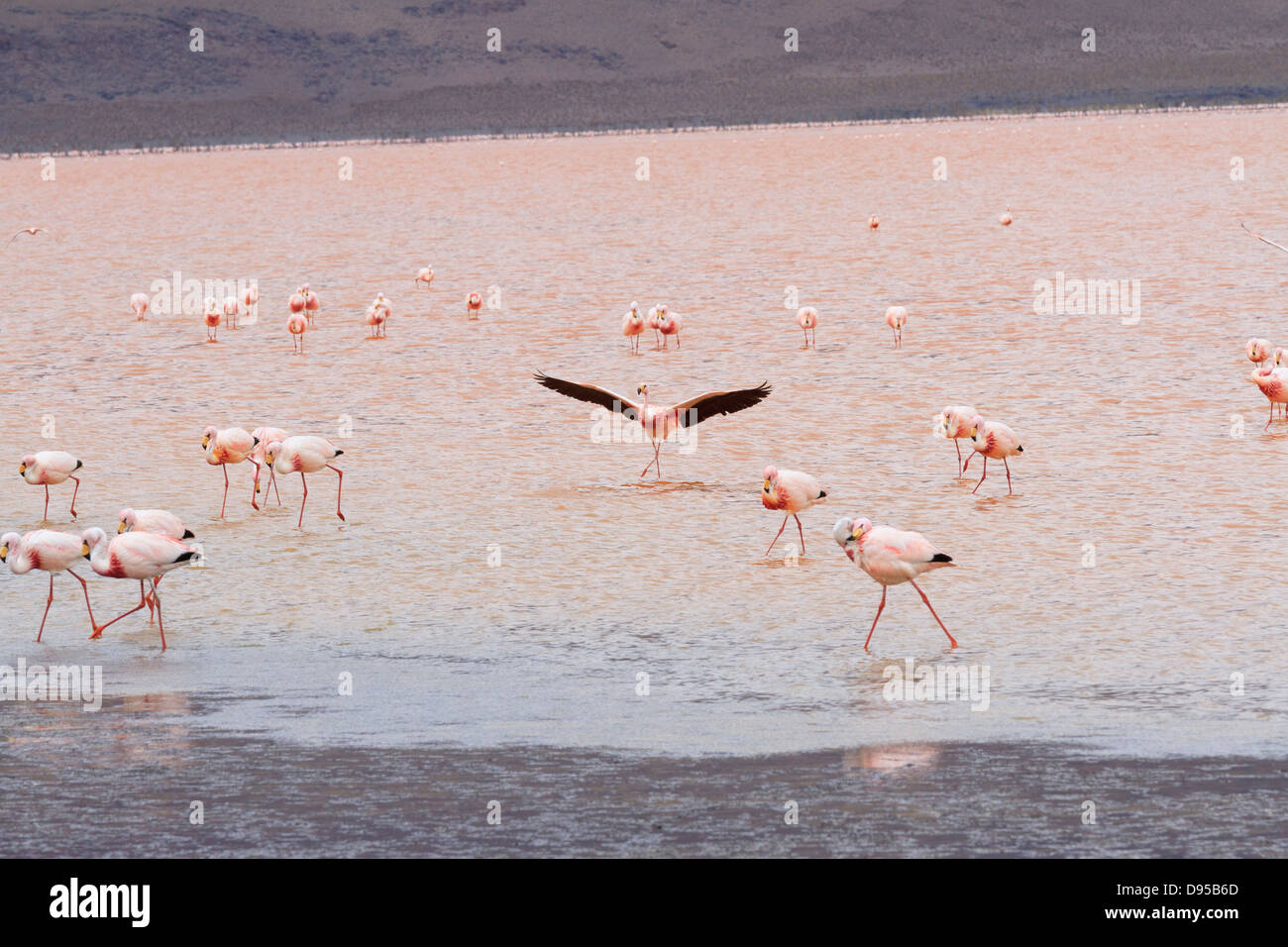 Fenicotteri rosa, Laguna Colorada, distesa di sale Tours, Altiplano, Southwest Bolivia Foto Stock