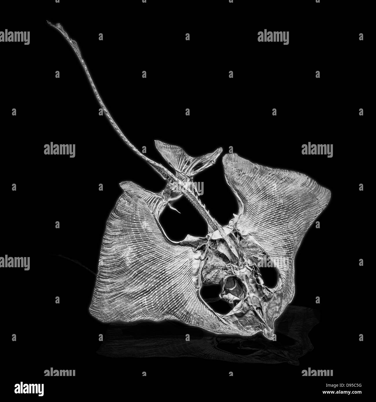 Un pattino di scheletro di cartilagine su un knockout sfondo nero Foto Stock
