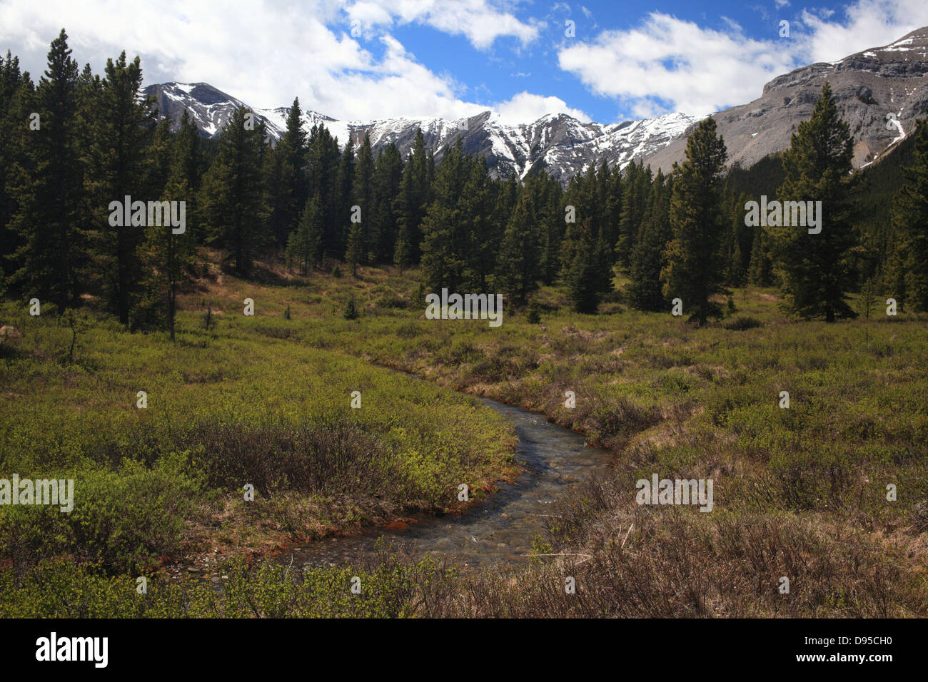 Esecuzione di insenature a Ford Creek Trail a Kananaskis Country Alberta Foto Stock