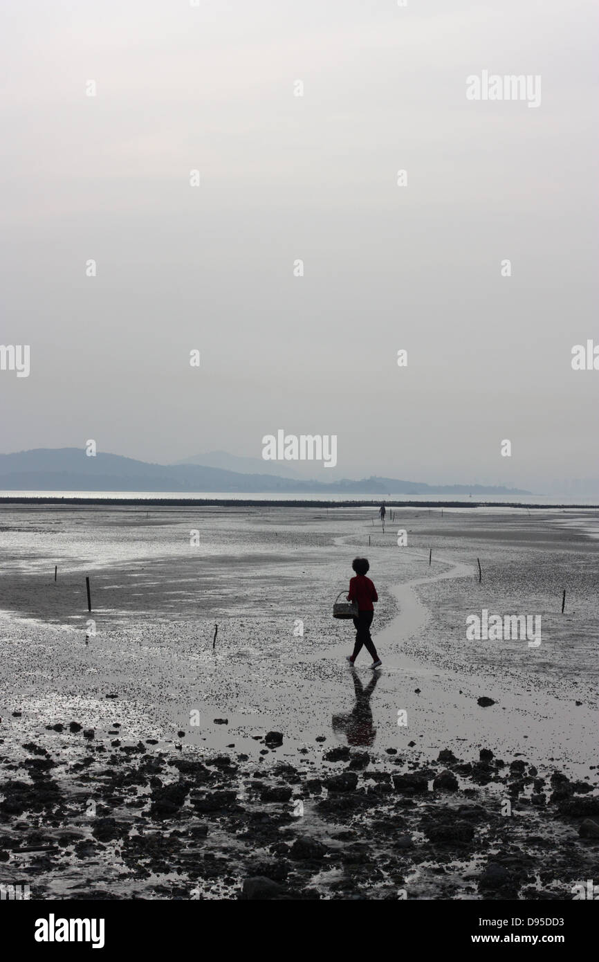 Gli allevatori di ostriche in ostriche con la bassa marea. Jincheng, Kinmen County, Taiwan Foto Stock