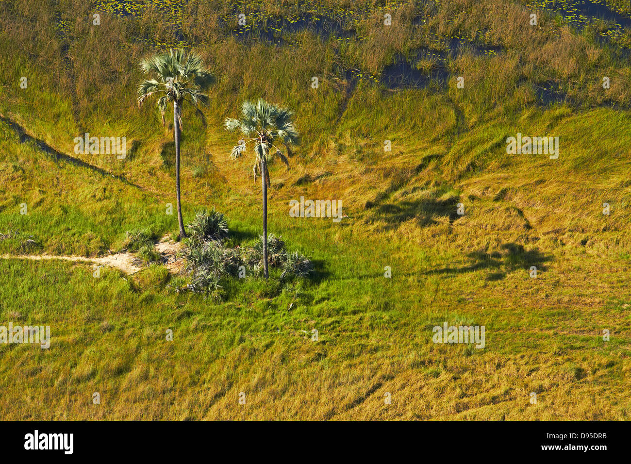 Gli alberi di palma, Okavango Delta, Botswana, Africa- antenna Foto Stock