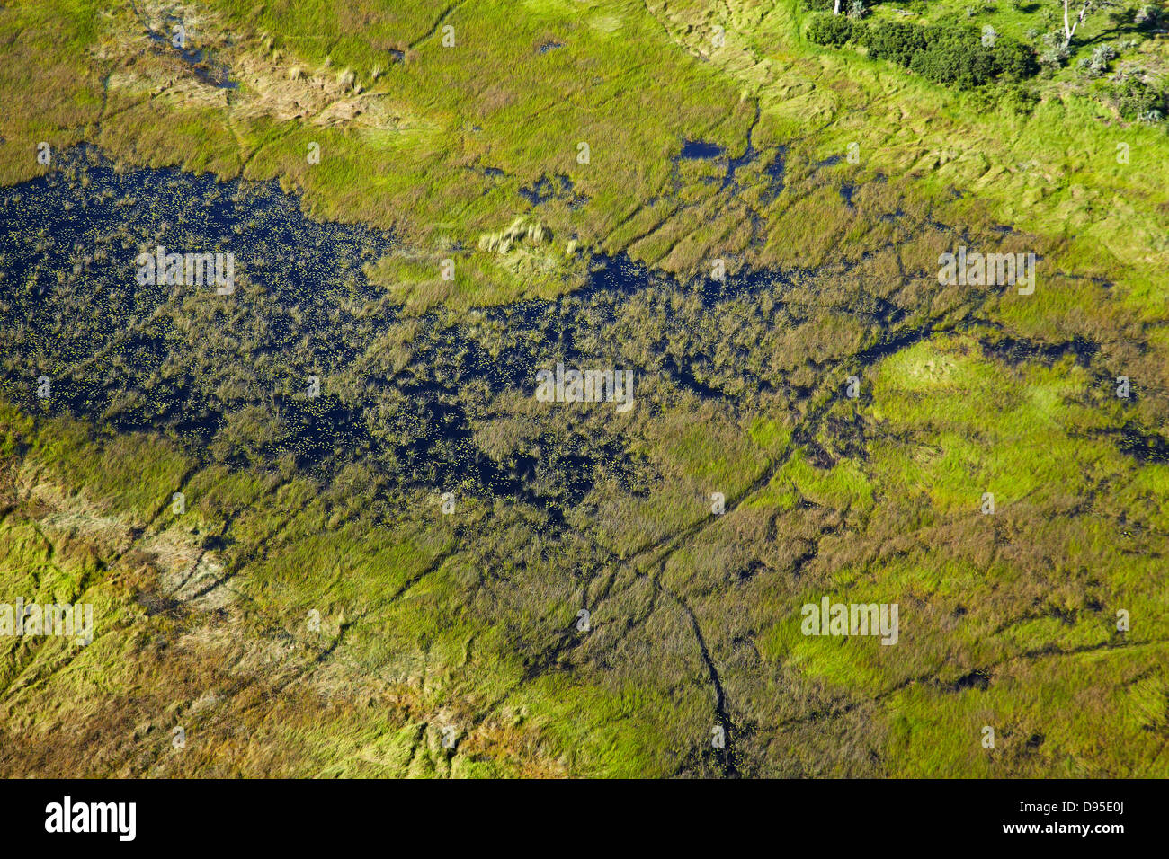 Le tracce degli animali attraverso la palude, Okavango Delta, Botswana, Africa- antenna Foto Stock