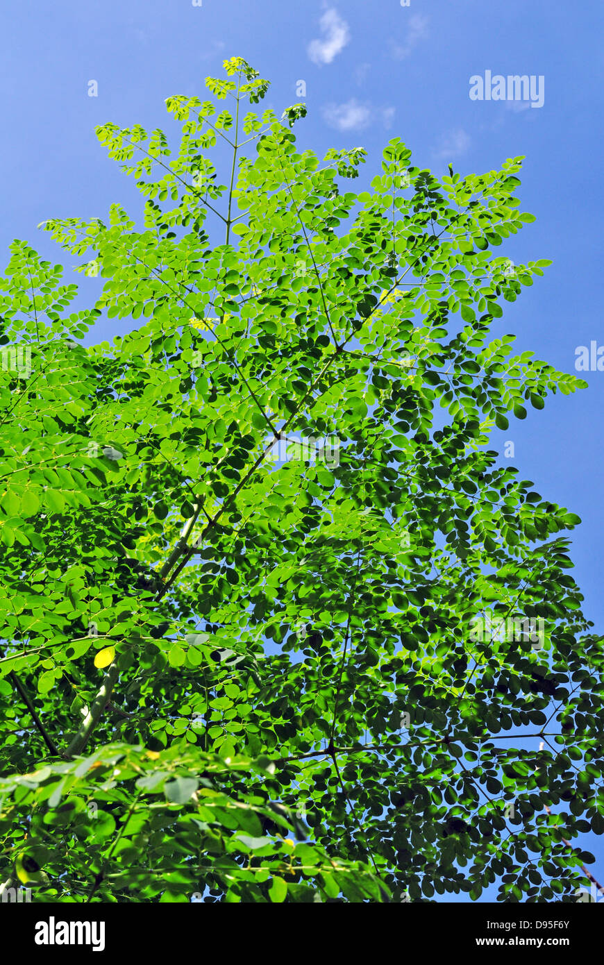 Moringa Oleifera Moringaceae Foto Stock