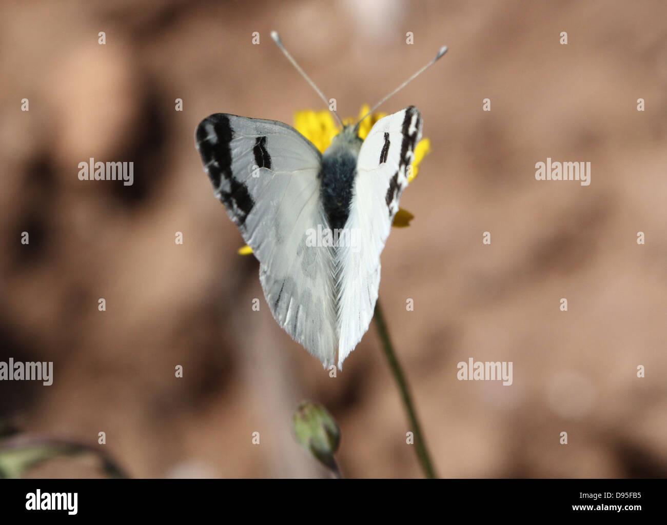Dettagliato close-up imago macro di una vasca da bagno farfalla bianca (Pontia daplidice) in posa su di un fiore giallo Foto Stock