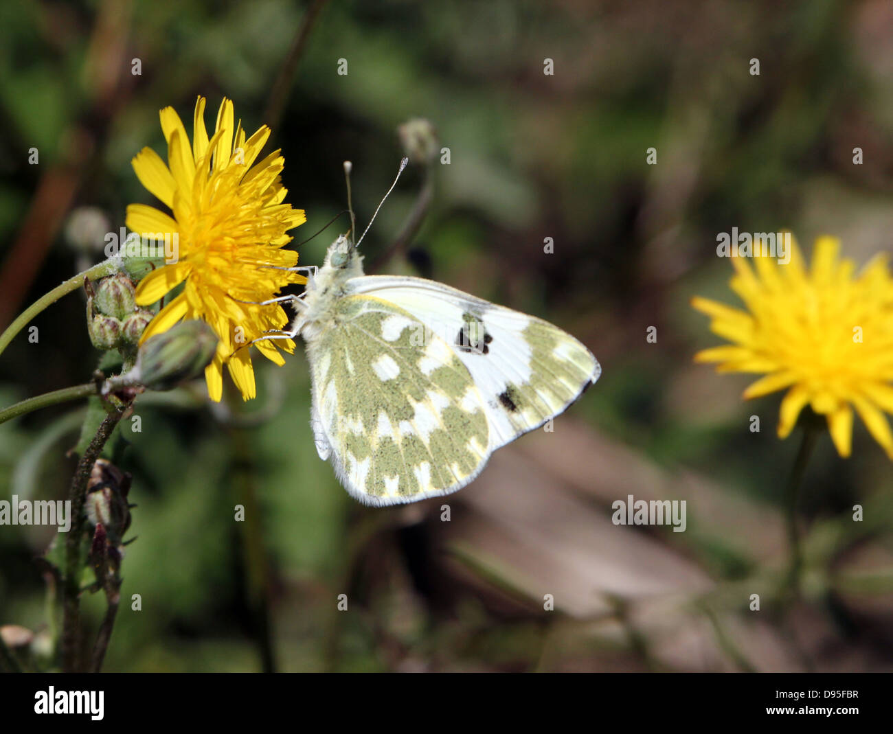 Dettagliato close-up imago macro di una vasca da bagno farfalla bianca (Pontia daplidice) in posa su di un fiore giallo Foto Stock