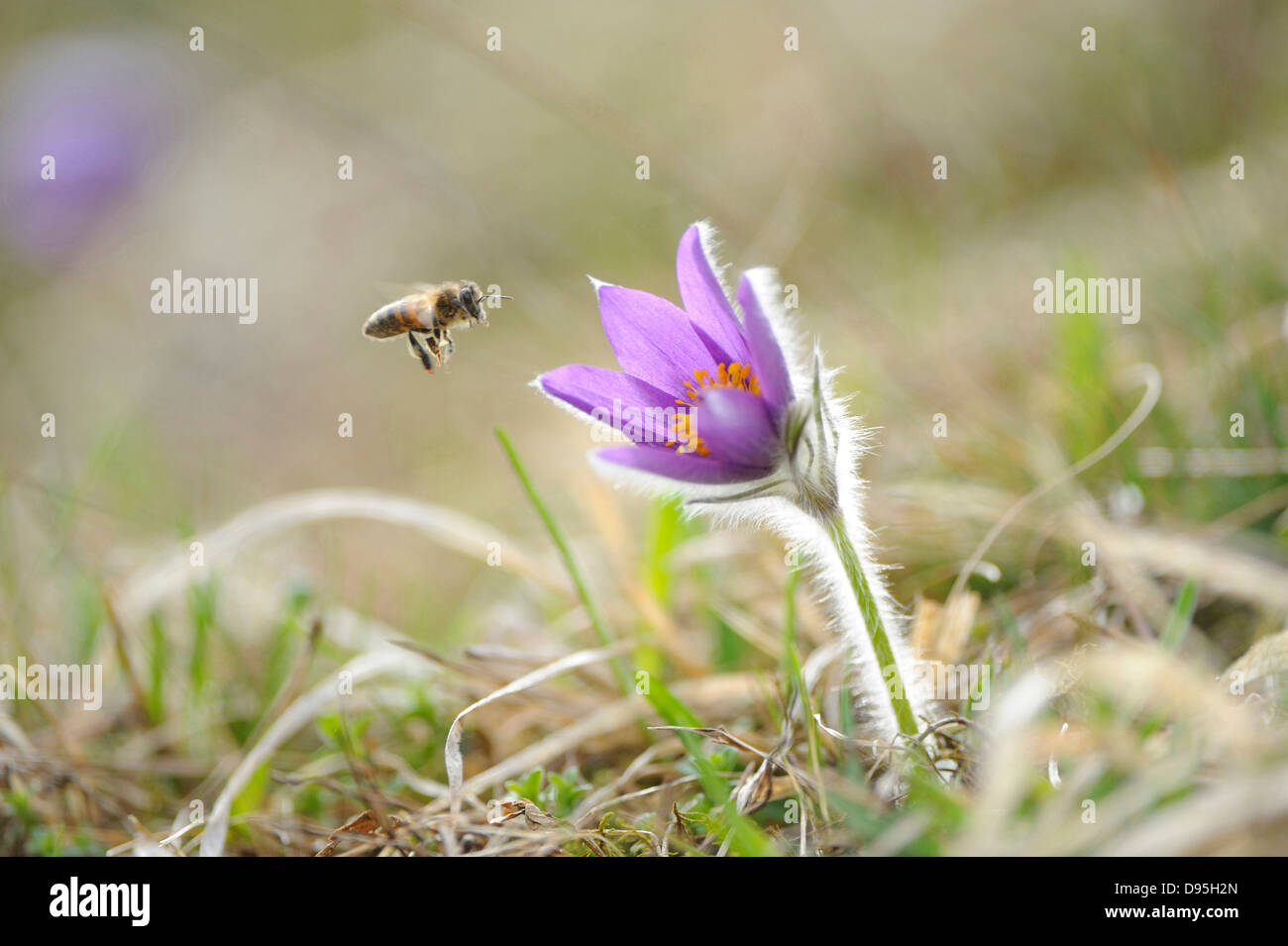 Il miele europeo bee battenti blossom Pulsatilla Pulsatilla vulgaris nella prateria a inizio primavera del Palatinato Superiore Baviera Germania Foto Stock