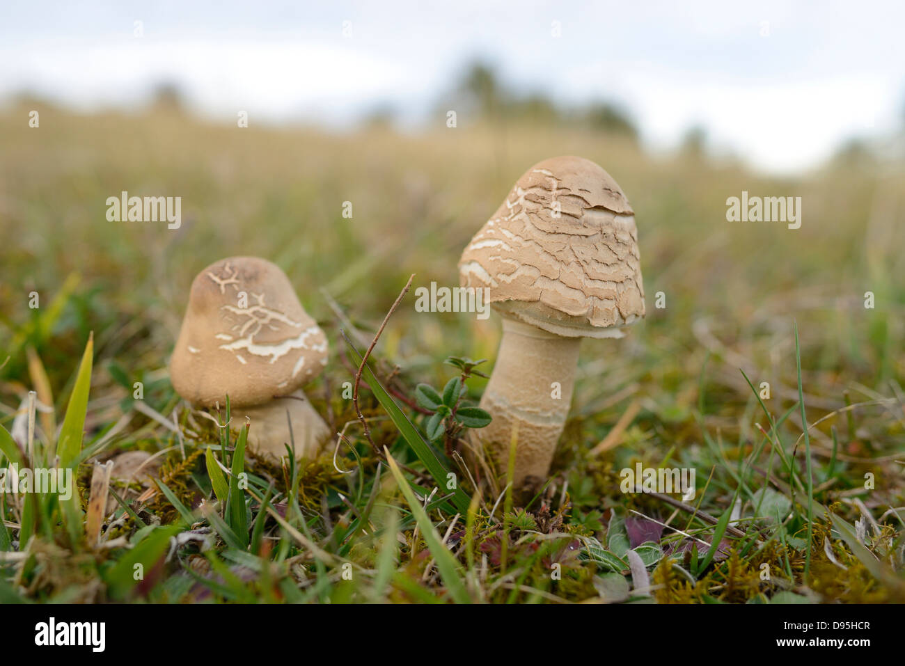 Close-up di Parasol (fungo Macrolepiota), Neumarkt Alto Palatinato, Baviera, Germania Foto Stock