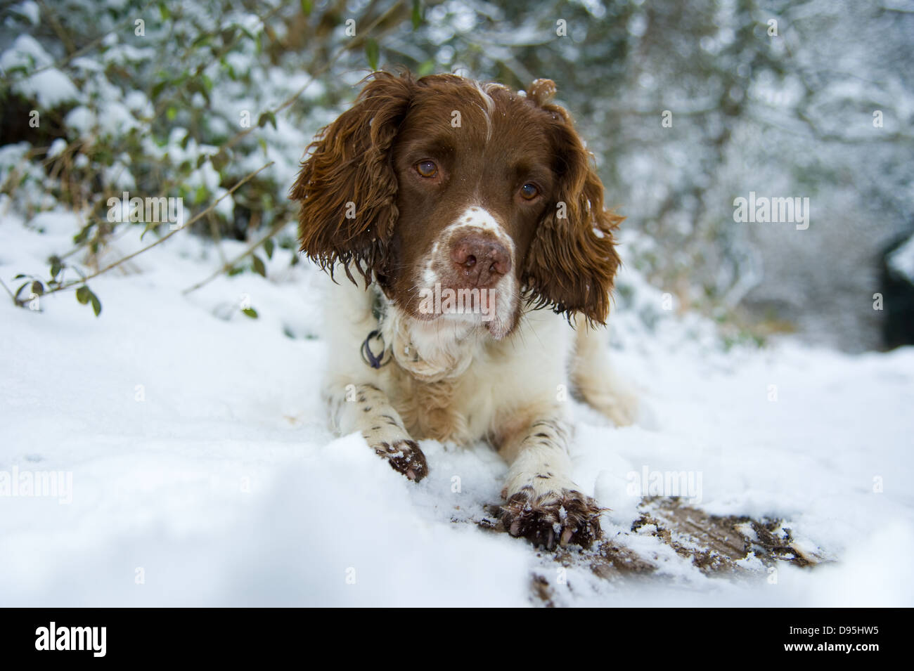 English Springer Spaniel cane di razza ritratti nella neve Foto Stock