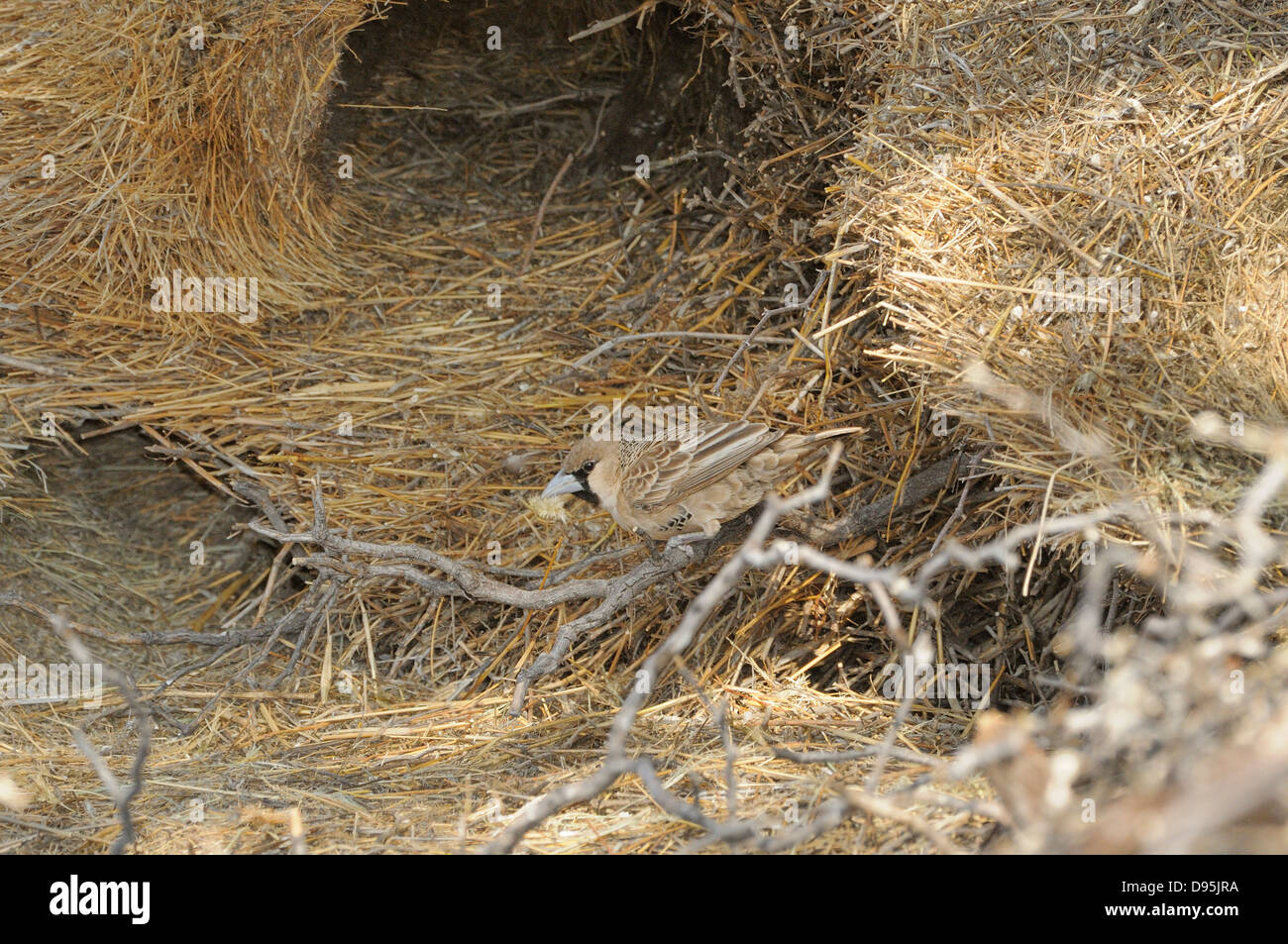 Socievole Weaver Philetairus socius adulto ricostruzione nest fotografato in Kgalagadi National Park, Sud Africa Foto Stock