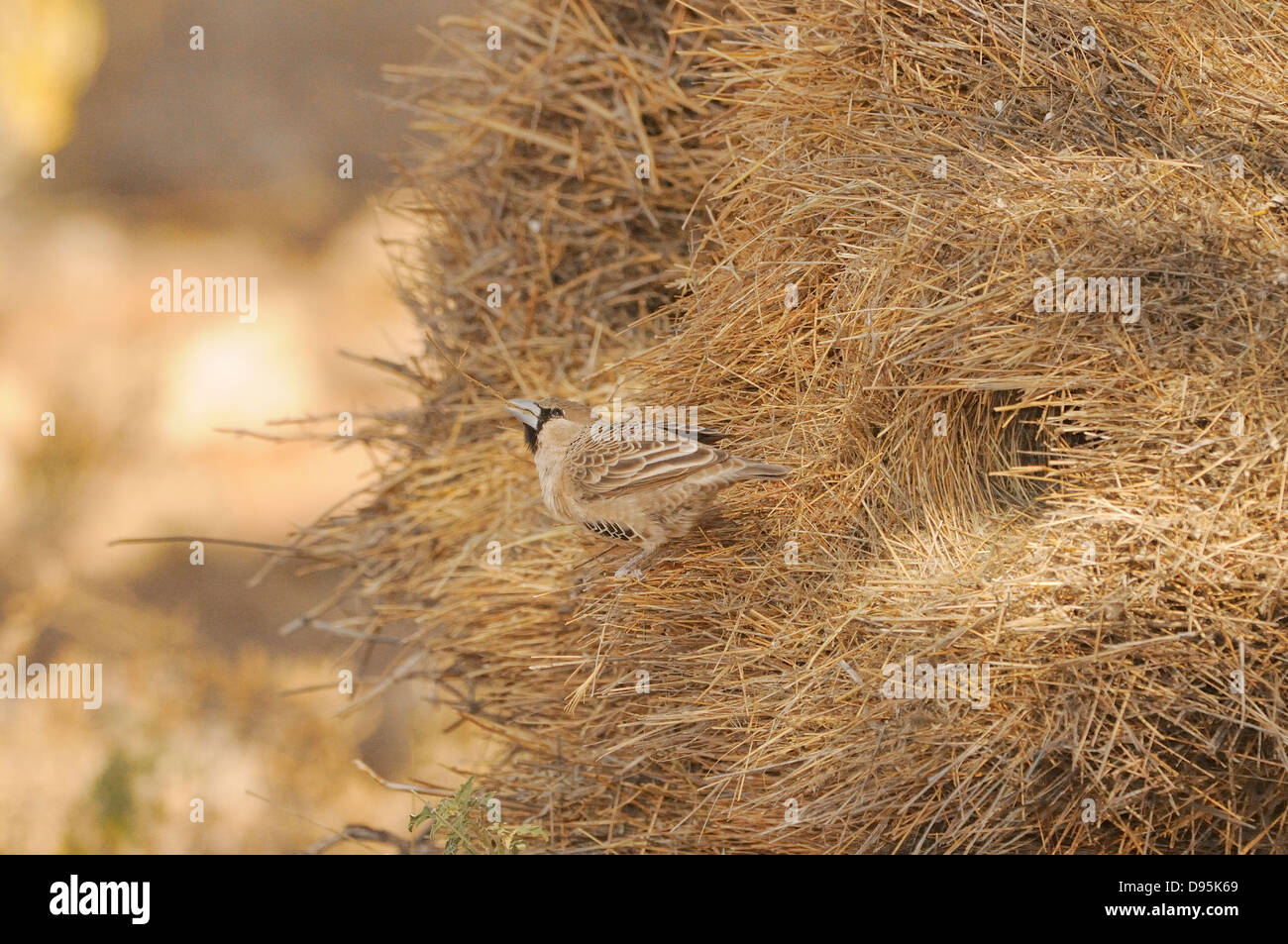 Socievole Weaver Philetairus socius adulto presso il nido comunale fotografato in Kgalagadi National Park, Sud Africa Foto Stock