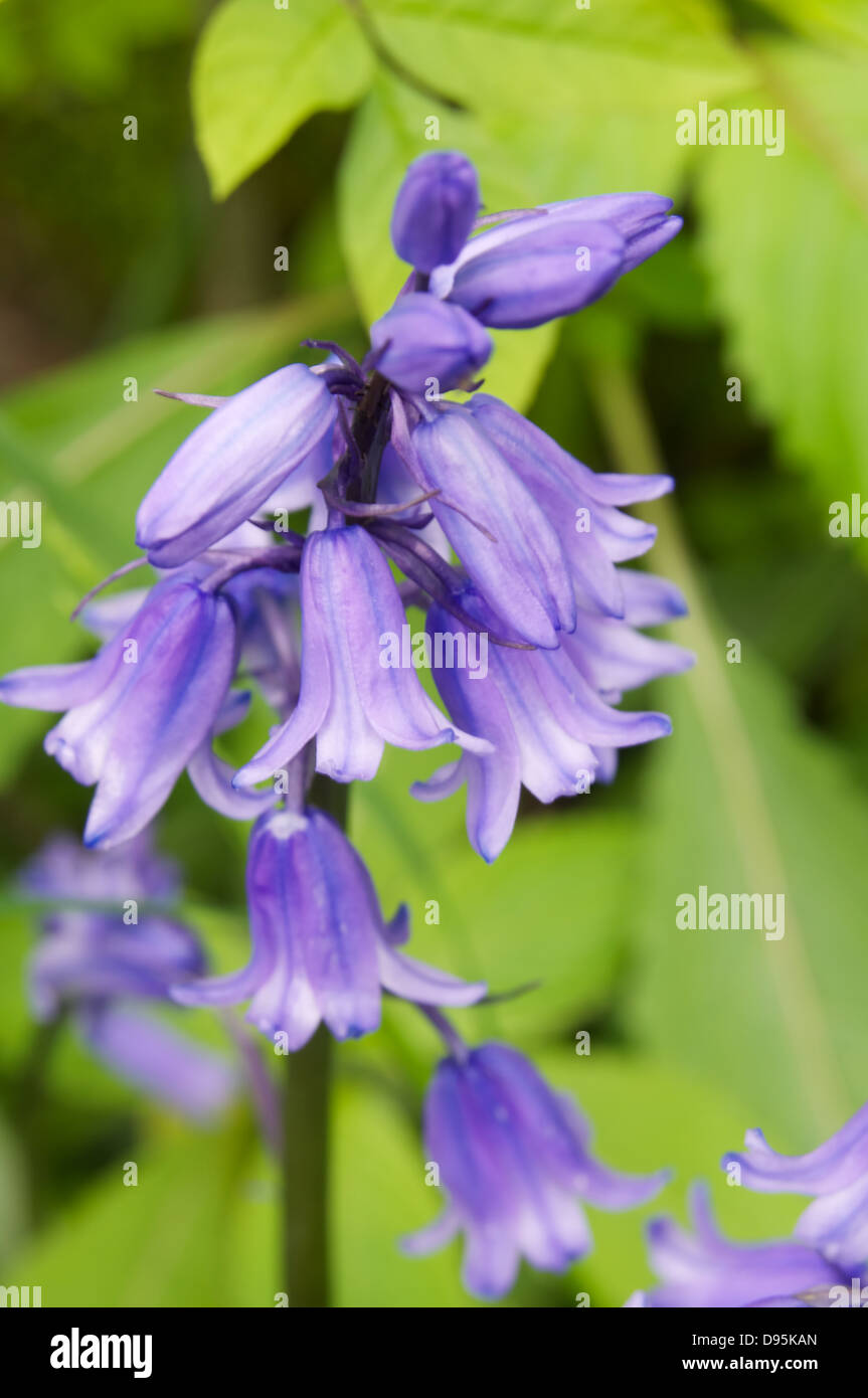 Single Bluebell stelo Foto Stock