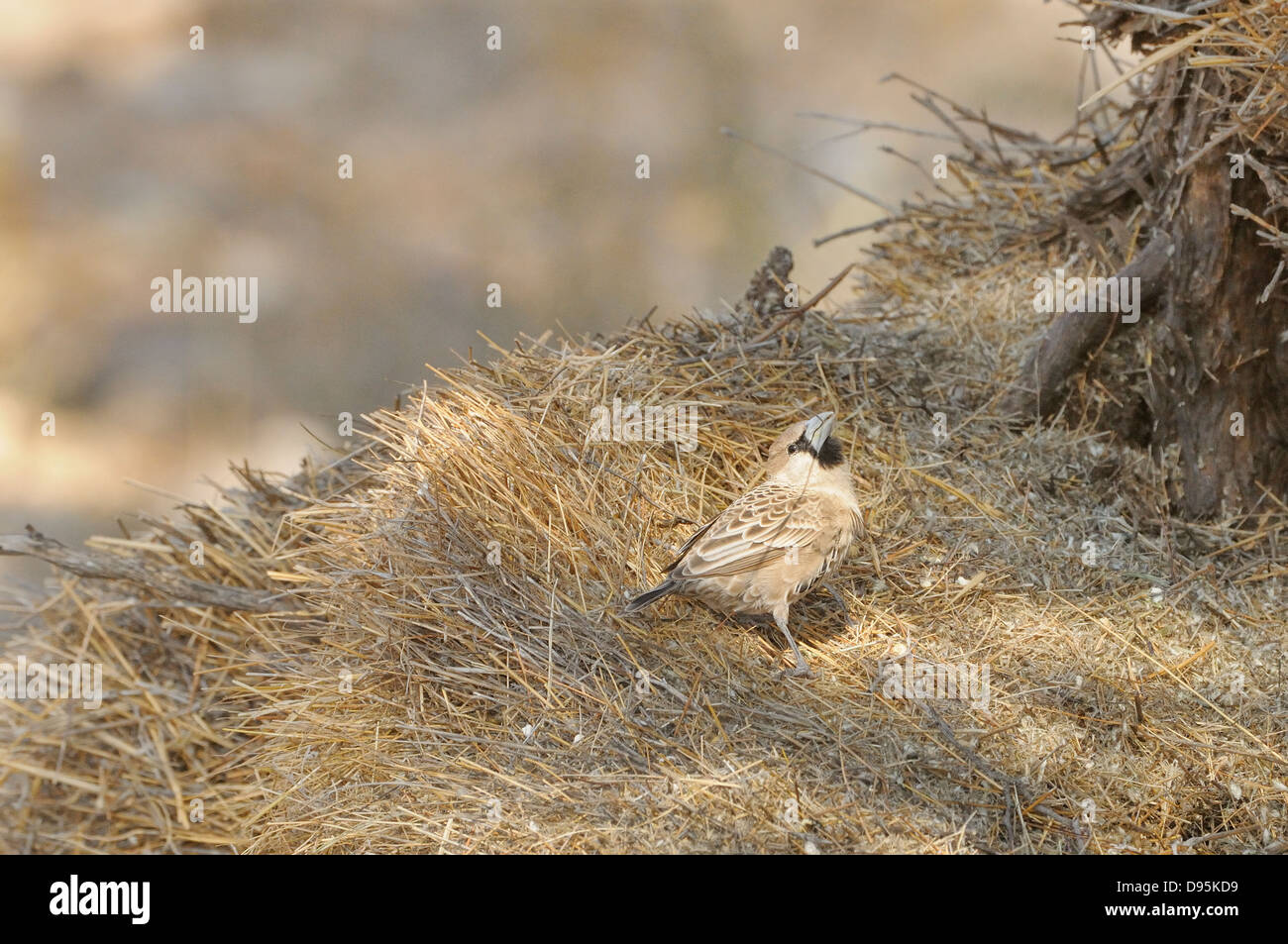 Socievole Weaver Philetairus socius adulto presso il nido comunale fotografato in Kgalagadi National Park, Sud Africa Foto Stock