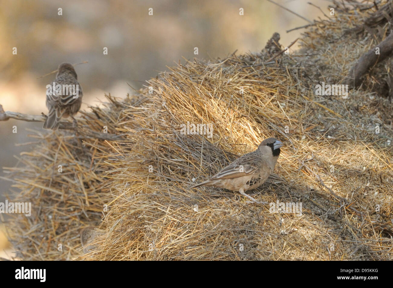 Socievole Weaver Philetairus socius adulti a nido comunale fotografato in Kgalagadi National Park, Sud Africa Foto Stock