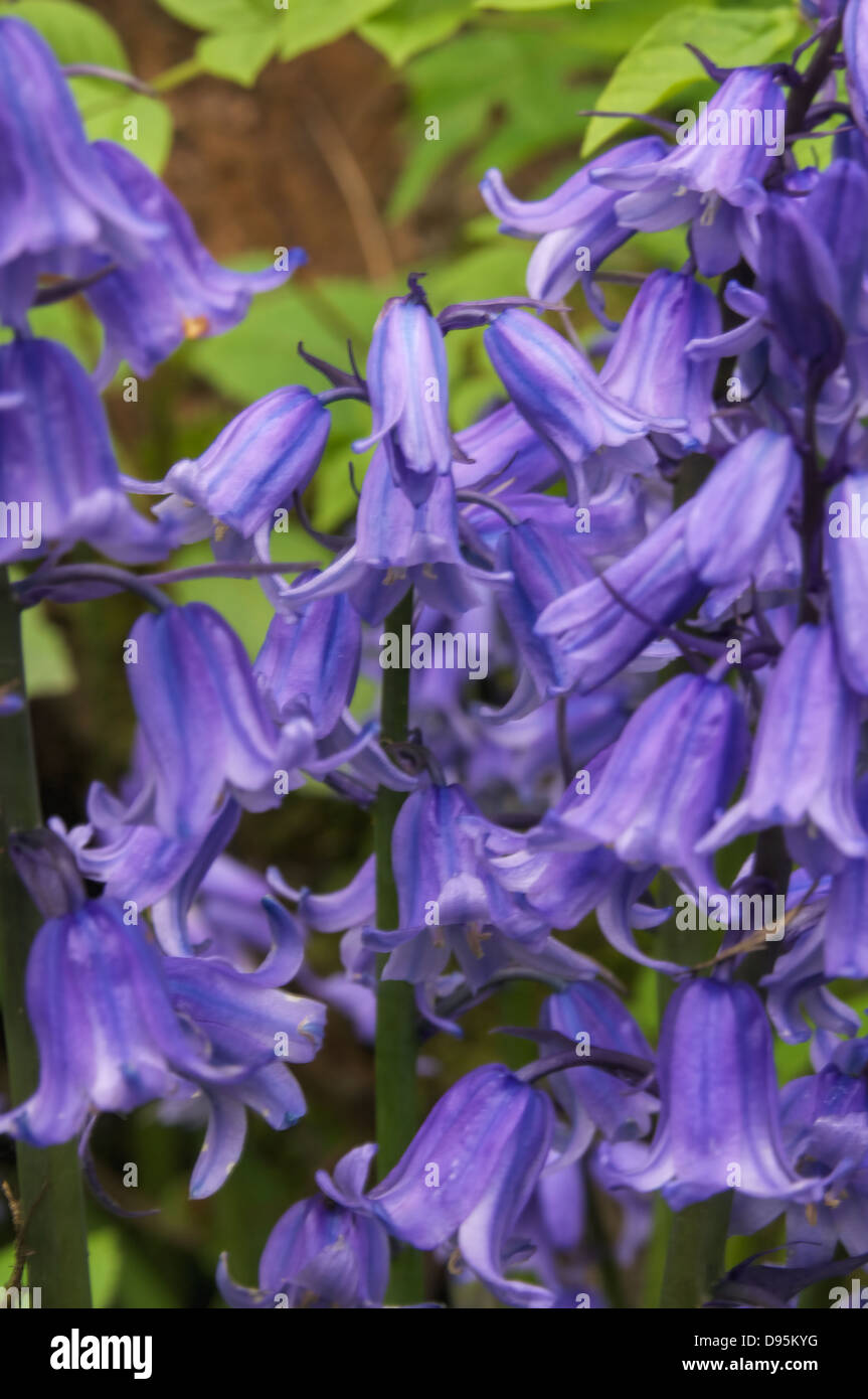 Frenesia di Bluebell Foto Stock